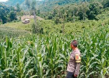 Bhabinkamtibmas Polsek Sendana Sambangi Petani, Lahan Jagung 3 Hektar Diprediksi Panen 3 Ton