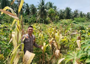 Bhabinkamtibmas Polsek Banggae Turun ke Lahan, Kawal Ketahanan Pangan Lewat Pemantauan Tanaman Jagung dan Singkong di Copala