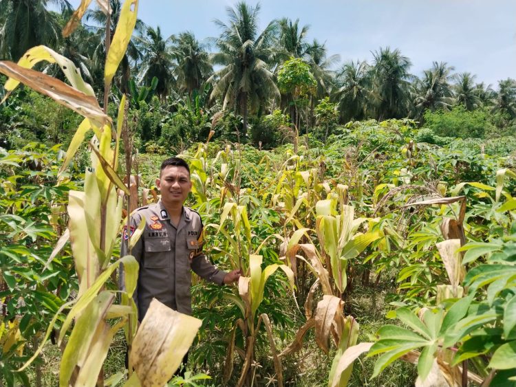Bhabinkamtibmas Polsek Banggae Turun ke Lahan, Kawal Ketahanan Pangan Lewat Pemantauan Tanaman Jagung dan Singkong di Copala