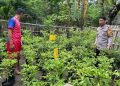 Bhabinkamtibmas Polsek Banggae Tinjau Budidaya Cabai Kelompok Tani Marasa, Dukung Ketahanan Pangan
