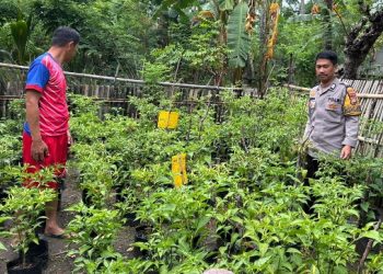 Bhabinkamtibmas Polsek Banggae Tinjau Budidaya Cabai Kelompok Tani Marasa, Dukung Ketahanan Pangan