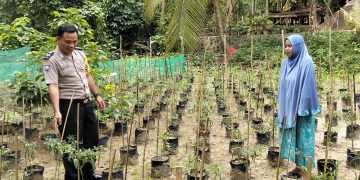 Gerak Cepat Polisi di Majene: Muchlis Nur Buktikan Ketahanan Pangan Dimulai dari Pekarangan