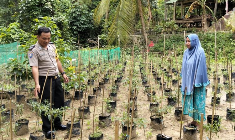 Gerak Cepat Polisi di Majene: Muchlis Nur Buktikan Ketahanan Pangan Dimulai dari Pekarangan