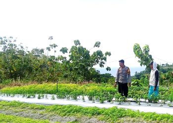 Bhabinkamtibmas Polsek Banggae Pantau Kebun Tomat Warga, Perkuat Ketahanan Pangan di Pangali-ali