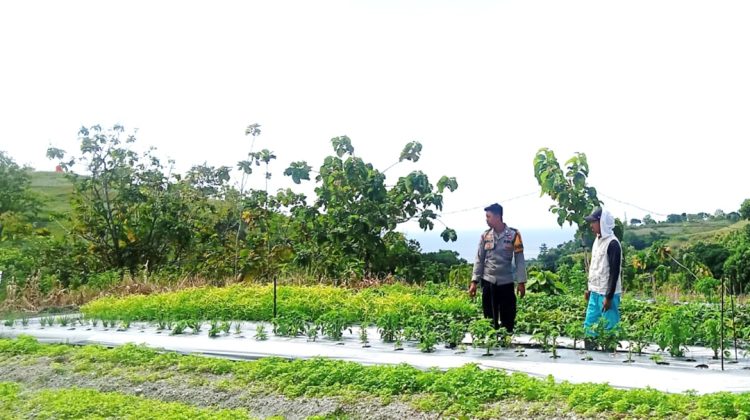 Bhabinkamtibmas Polsek Banggae Pantau Kebun Tomat Warga, Perkuat Ketahanan Pangan di Pangali-ali