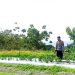 Bhabinkamtibmas Polsek Banggae Pantau Kebun Tomat Warga, Perkuat Ketahanan Pangan di Pangali-ali