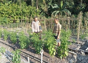 Bhabinkamtibmas Polsek Pamboang Pantau P2B Desa Bababulo, Dorong Ketahanan Pangan Warga Lewat Tanaman Hortikultura