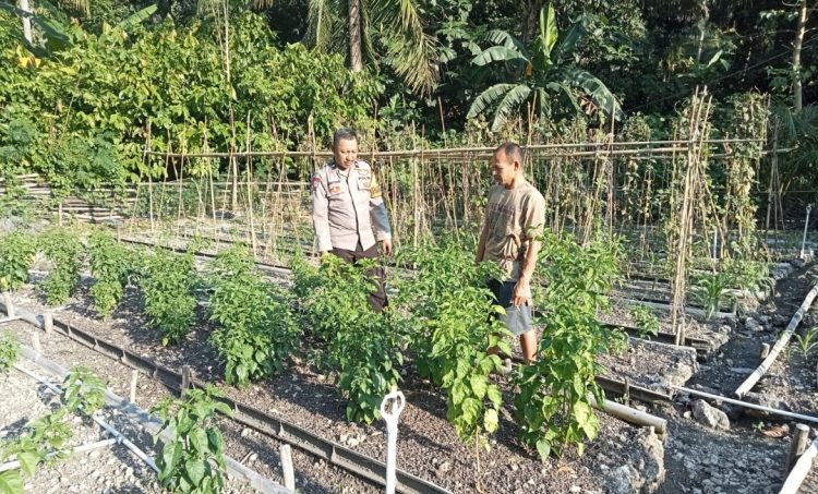 Bhabinkamtibmas Polsek Pamboang Pantau P2B Desa Bababulo, Dorong Ketahanan Pangan Warga Lewat Tanaman Hortikultura