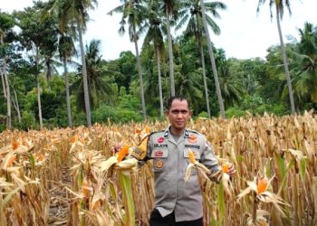 Sukseskan Ketahanan Pangan Nasional, Bhabinkamtibmas Polsek Banggae Pantau Jagung Siap Panen di Tande Timur