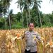 Sukseskan Ketahanan Pangan Nasional, Bhabinkamtibmas Polsek Banggae Pantau Jagung Siap Panen di Tande Timur
