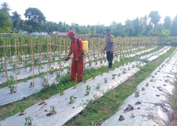 Perkuat Ketahanan Pangan, Bhabinkamtibmas Polsek Sendana Dampingi Petani Rawat Tanaman Cabai