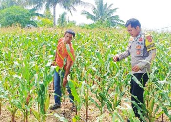 Pantau Jagung Usia 7 Minggu, Bhabinkamtibmas Polsek Banggae Ajak Petani Dukung Ketahanan Pangan