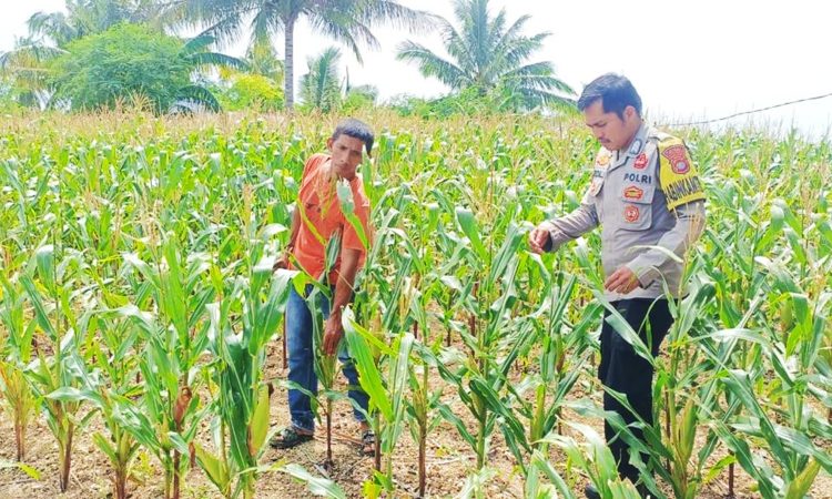 Pantau Jagung Usia 7 Minggu, Bhabinkamtibmas Polsek Banggae Ajak Petani Dukung Ketahanan Pangan