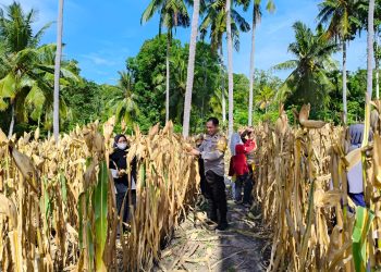 Dukung Ketahanan Pangan, Bhabinkamtibmas Polsek Banggae Hadiri Panen Jagung 1 Ton di Tande Timur