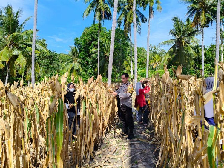 Dukung Ketahanan Pangan, Bhabinkamtibmas Polsek Banggae Hadiri Panen Jagung 1 Ton di Tande Timur