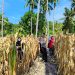 Dukung Ketahanan Pangan, Bhabinkamtibmas Polsek Banggae Hadiri Panen Jagung 1 Ton di Tande Timur