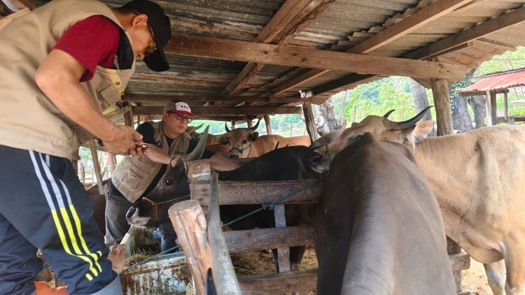 Cegah PMK, Tim Kesehatan Hewan Parepare Gelar Vaksinasi Terpadu di Lumpue
