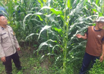 Bhabinkamtibmas Polsek Banggae Turun Langsung Dampingi Petani Jagung, Perkuat Ketahanan Pangan di Galung Utara