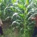 Bhabinkamtibmas Polsek Banggae Turun Langsung Dampingi Petani Jagung, Perkuat Ketahanan Pangan di Galung Utara
