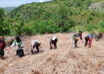 Gelorakan Ketahanan Pangan, Bhabinkamtibmas Polsek Pamboang Tanam Jagung di Puncak Gunung Pattu