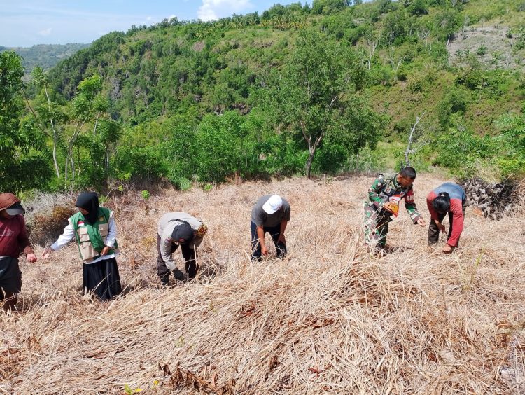 Gelorakan Ketahanan Pangan, Bhabinkamtibmas Polsek Pamboang Tanam Jagung di Puncak Gunung Pattu