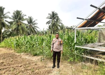 Dukung Ketahanan Pangan, Bhabinkamtibmas Polsek Banggae Cek Kondisi Tanaman Jagung Kelompok Tani Simullu