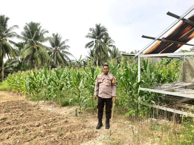 Dukung Ketahanan Pangan, Bhabinkamtibmas Polsek Banggae Cek Kondisi Tanaman Jagung Kelompok Tani Simullu