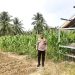 Dukung Ketahanan Pangan, Bhabinkamtibmas Polsek Banggae Cek Kondisi Tanaman Jagung Kelompok Tani Simullu