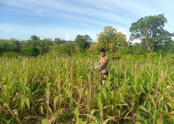 Bhabinkamtibmas Polsek Banggae Turun ke Ladang, Pantau Jagung Kelompok Tani Makayyang di Pangali-ali
