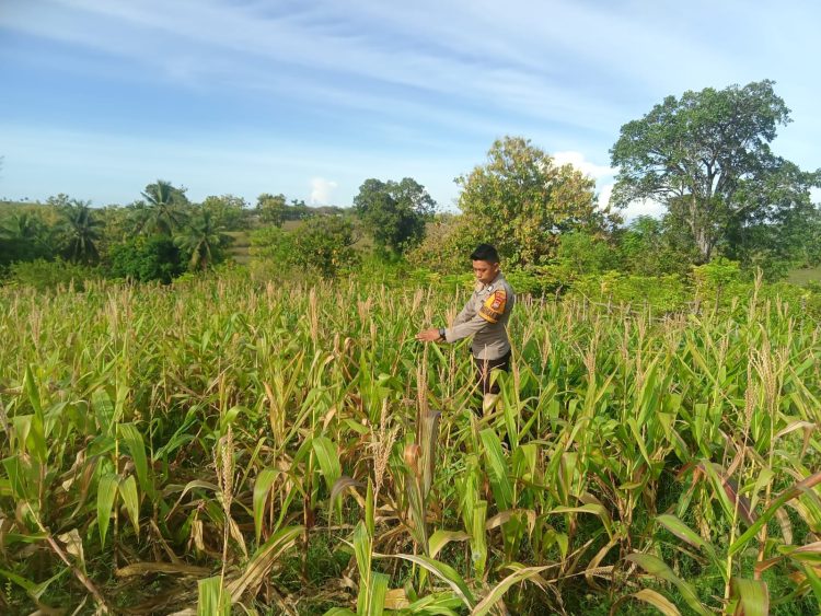 Bhabinkamtibmas Polsek Banggae Turun ke Ladang, Pantau Jagung Kelompok Tani Makayyang di Pangali-ali
