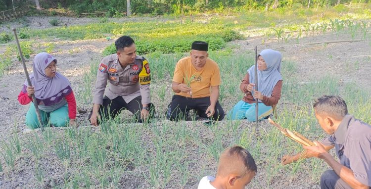 Bhabinkamtibmas Polsek Banggae Pantau Tanaman Bawang Merah KWT Mangge, Dukung Ketahanan Pangan Warga
