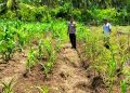 Bhabinkamtibmas Polsek Sendana Turun ke Lahan, Pantau Cabai dan Jagung Kelompok Tani Sejahtera