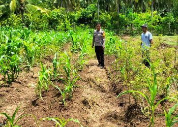 Bhabinkamtibmas Polsek Sendana Turun ke Lahan, Pantau Cabai dan Jagung Kelompok Tani Sejahtera