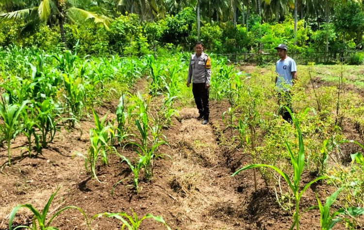 Bhabinkamtibmas Polsek Sendana Turun ke Lahan, Pantau Cabai dan Jagung Kelompok Tani Sejahtera