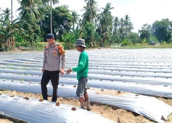 Dukung ketahanan pangan dan kesejahteraan Petani, Bhabinkamtibmas Polsek Malunda Tinjau Perkembangan Bibit Cabai Poktan Bura Dolong