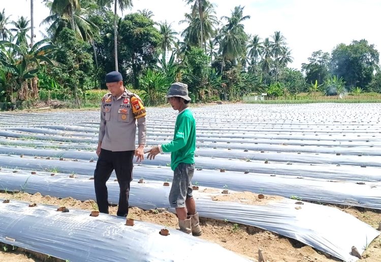 Dukung ketahanan pangan dan kesejahteraan Petani, Bhabinkamtibmas Polsek Malunda Tinjau Perkembangan Bibit Cabai Poktan Bura Dolong