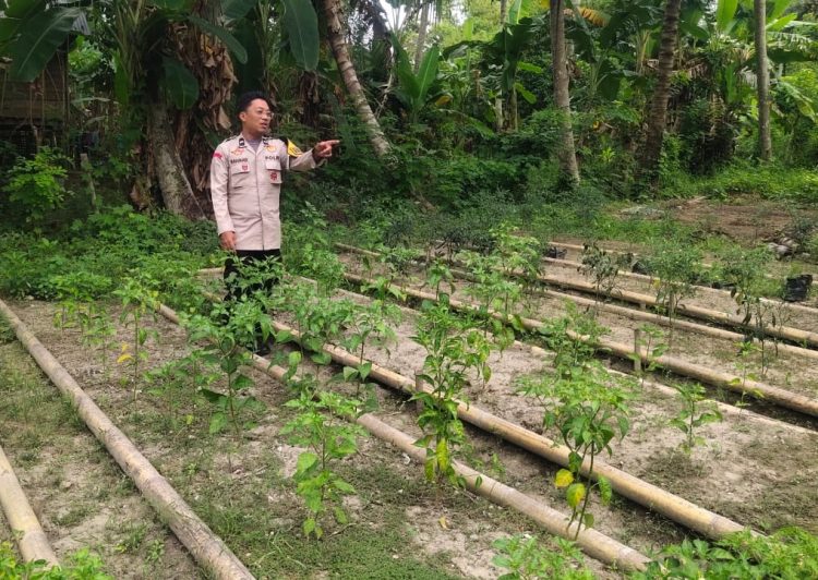 Semangat Ketahanan Pangan, Bhabinkamtibmas Polsek Banggae Sambangi Kebun Cabai KWT Cinna