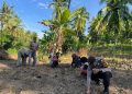 Turun ke Ladang, Bhabinkamtibmas Polsek Banggae Dampingi Petani Tanam Jagung Hibrida di Majene