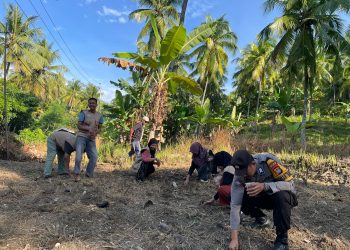 Turun ke Ladang, Bhabinkamtibmas Polsek Banggae Dampingi Petani Tanam Jagung Hibrida di Majene