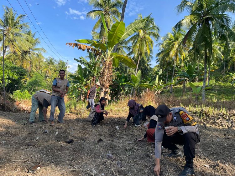 Turun ke Ladang, Bhabinkamtibmas Polsek Banggae Dampingi Petani Tanam Jagung Hibrida di Majene