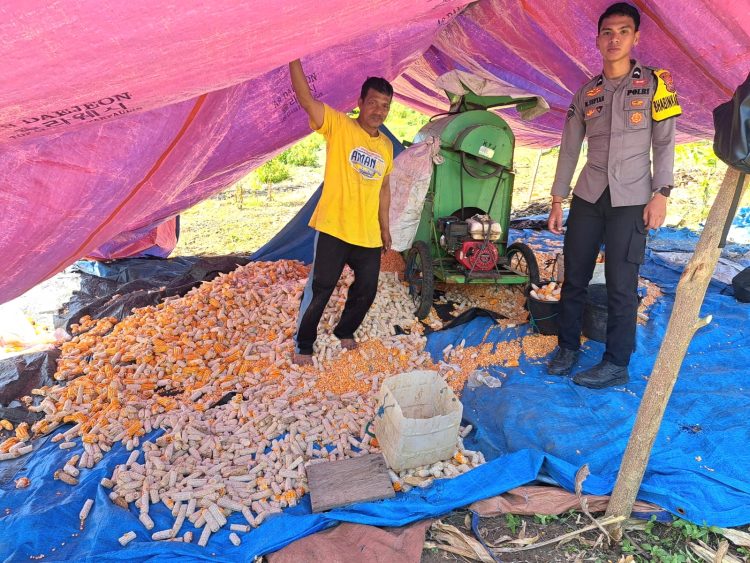 Bhabinkamtibmas Polsek Sendana Terlibat Langsung Pemipilan Pascapanen Jagung di Lombona