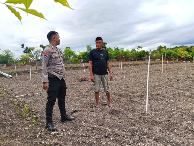 Dukung ketahanan Pangan, Bhabinkamtibmas Polsek Banggae Tinjau Lahan Siap Tanam Kelompok Tani Sirannuang di Labuang Utara