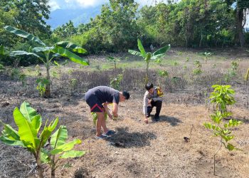 Ketahanan Pangan Diperkuat, Bhabinkamtibmas Polsek Sendana Ikut Tanam Jagung Hibrida