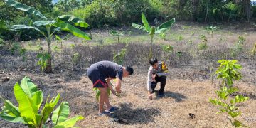 Ketahanan Pangan Diperkuat, Bhabinkamtibmas Polsek Sendana Ikut Tanam Jagung Hibrida