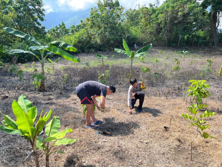 Ketahanan Pangan Diperkuat, Bhabinkamtibmas Polsek Sendana Ikut Tanam Jagung Hibrida