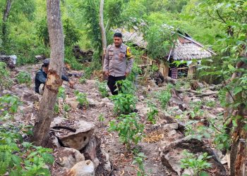 Bhabinkamtibmas Polsek Pamboang Aktif Dampingi Petani, Perawatan Cabai di banua ADolang Perkuat Ketahanan Pangan