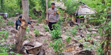 Bhabinkamtibmas Polsek Pamboang Aktif Dampingi Petani, Perawatan Cabai di banua ADolang Perkuat Ketahanan Pangan