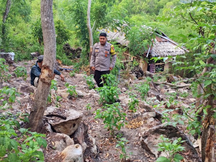 Bhabinkamtibmas Polsek Pamboang Aktif Dampingi Petani, Perawatan Cabai di banua ADolang Perkuat Ketahanan Pangan