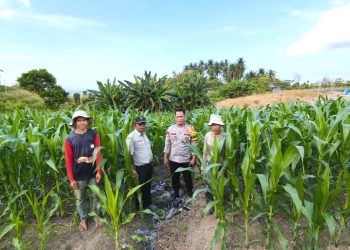 Bhabinkamtibmas Polsek Banggae Pantau Jagung Poktan Sipatuo, Pastikan Program Ketahanan Pangan Berbuah Sukses