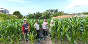 Bhabinkamtibmas Polsek Banggae Pantau Jagung Poktan Sipatuo, Pastikan Program Ketahanan Pangan Berbuah Sukses